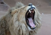 États-Unis: Un lion tue une jeune employée de zoo États-Unis: Un lion tue une jeune employée de zoo