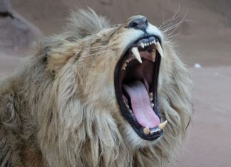 États-Unis: Un lion tue une jeune employée de zoo États-Unis: Un lion tue une jeune employée de zoo