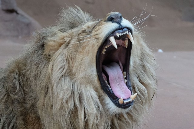 États-Unis: Un lion tue une jeune employée de zoo