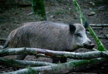 Peste porcine: l’armée mobilisée pour abattre 500 sangliers (Détail) Peste porcine: l'armée mobilisée pour abattre 500 sangliers (Détail)