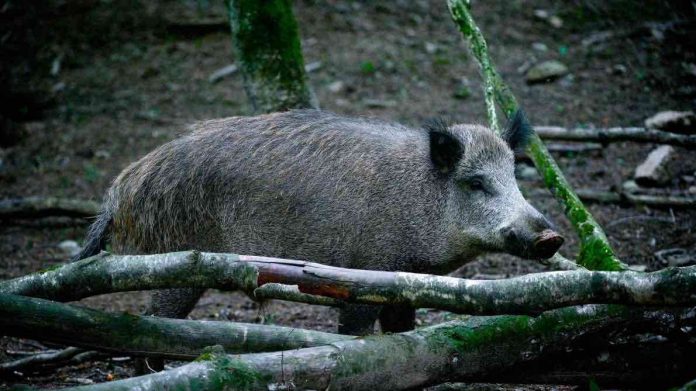 Peste porcine: l'armée mobilisée pour abattre 500 sangliers (Détail)