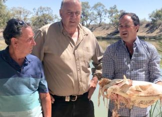 Un million de poissons morts dans les fleuves d’Australie (Détail) Un million de poissons morts dans les fleuves d'Australie (Détail)