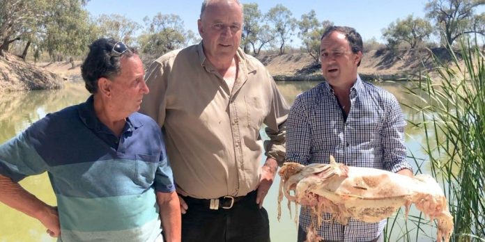 Un million de poissons morts dans les fleuves d'Australie (Détail)