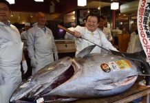 Un thon rouge vendu à 2,7 millions d’euros au Japon (Image) Un thon rouge vendu à 2,7 millions d'euros au Japon (Image)