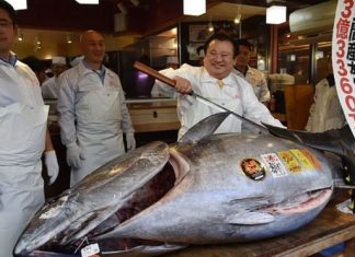 Un thon rouge vendu à 2,7 millions d’euros au Japon (Image) Un thon rouge vendu à 2,7 millions d'euros au Japon (Image)