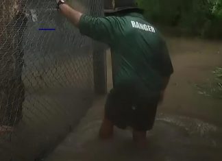 Australie : des pluies diluviennes et des crocodiles en ville (Détail) Australie : des pluies diluviennes et des crocodiles en ville (Détail)