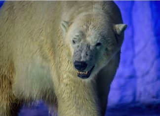 Invasion d’ours polaires dans un village russe (détail) Invasion d'ours polaires dans un village russe (détail)