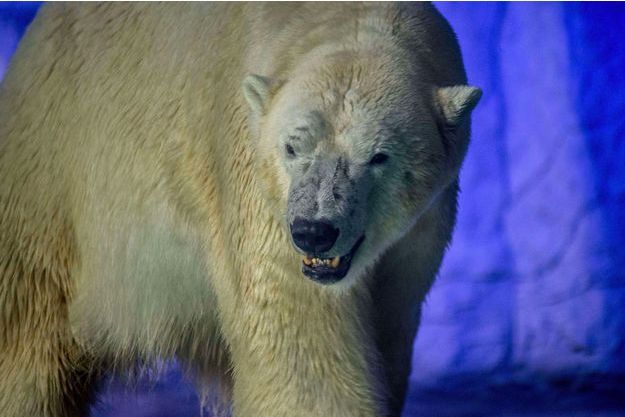 Invasion d'ours polaires dans un village russe (détail)