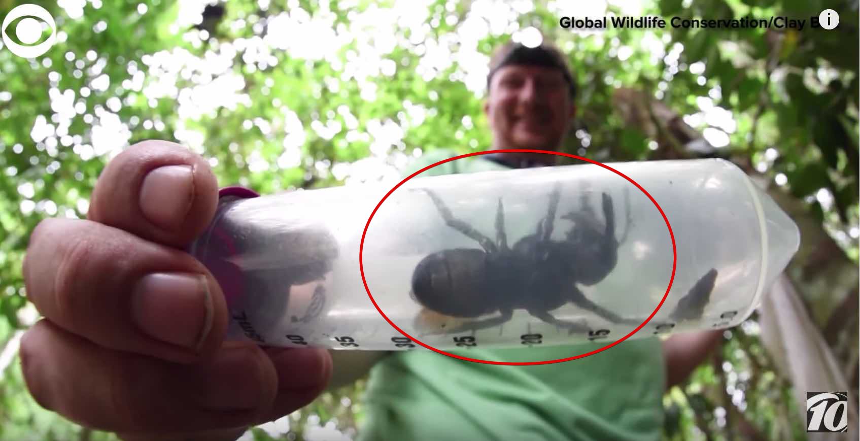 La Plus grosse abeille du monde retrouvée en Indonésie (Vidéo)
