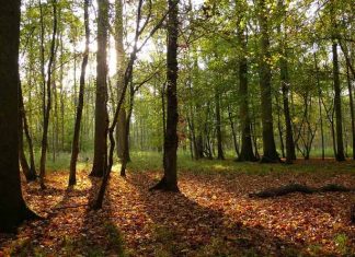 L’Australie va planter un milliard d’arbres (détail) L'Australie va planter un milliard d'arbres (détail)