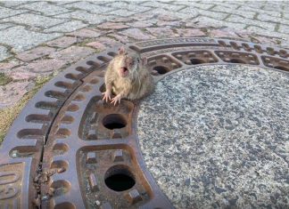 Sauvetage d’un rat en Allemagne, mobilise 8 sauveteurs (Vidéo) Sauvetage d'un rat en Allemagne, mobilise 8 sauveteurs (Vidéo)