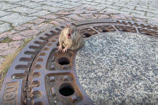 Sauvetage d'un rat en Allemagne, mobilise 8 sauveteurs (Vidéo)