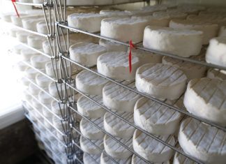 E. coli : rappel de 5.800 camemberts contaminés (détail) E. coli : rappel de 5.800 camemberts contaminés (détail)