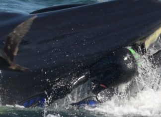 Plongeur avalé par une baleine s’en sort indemne (Vidéo) Plongeur avalé par une baleine s'en sort indemne (Vidéo)