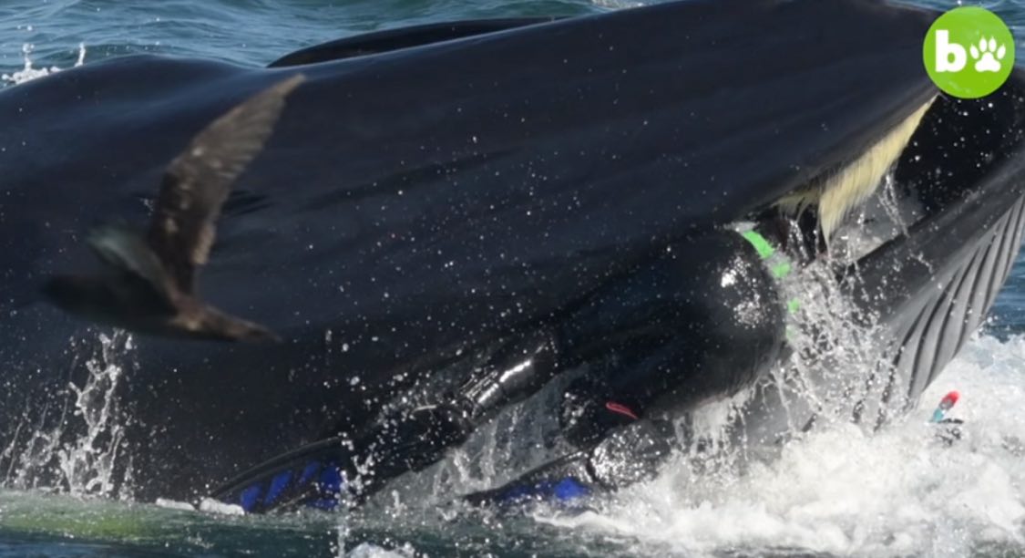 Plongeur avalé par une baleine s'en sort indemne (Vidéo)
