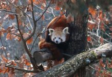 Un panda roux a disparu du Parc animalier d’Ardes-sur-Couze (détail) Un panda roux a disparu du Parc animalier d'Ardes-sur-Couze (détail)