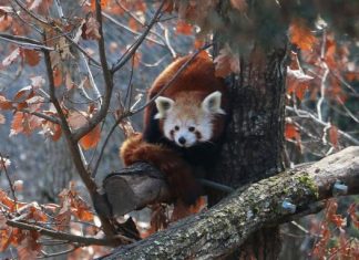 Un panda roux a disparu du Parc animalier d’Ardes-sur-Couze (détail) Un panda roux a disparu du Parc animalier d'Ardes-sur-Couze (détail)