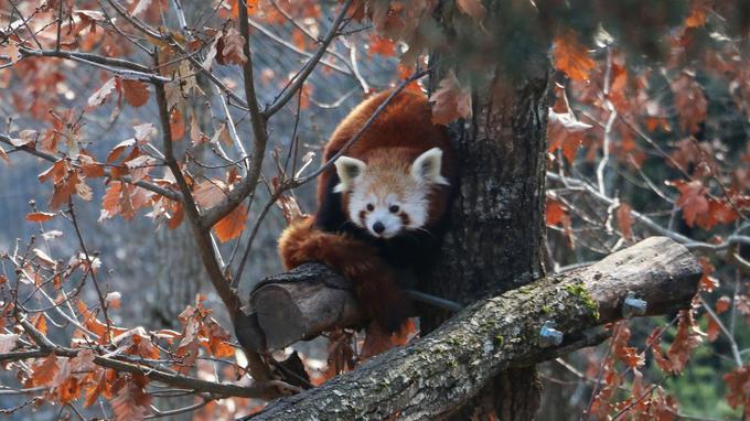 Un panda roux a disparu du Parc animalier d'Ardes-sur-Couze (détail)