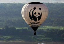 WWF accusé de soutenir « des forces paramilitaires brutales » en Asie et en Afrique WWF accusé de soutenir "des forces paramilitaires brutales" en Asie et en Afrique
