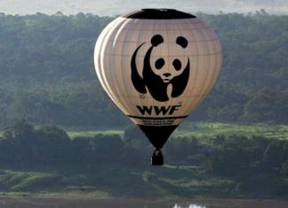 WWF accusé de soutenir « des forces paramilitaires brutales » en Asie et en Afrique WWF accusé de soutenir "des forces paramilitaires brutales" en Asie et en Afrique
