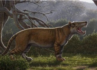 Découverte d’un lion géant au Kenya (détail) Découverte d'un lion géant au Kenya (détail)