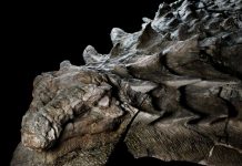 Extinction des dinosaures: découverte de fossiles (détail) Extinction des dinosaures: découverte de fossiles (détail)