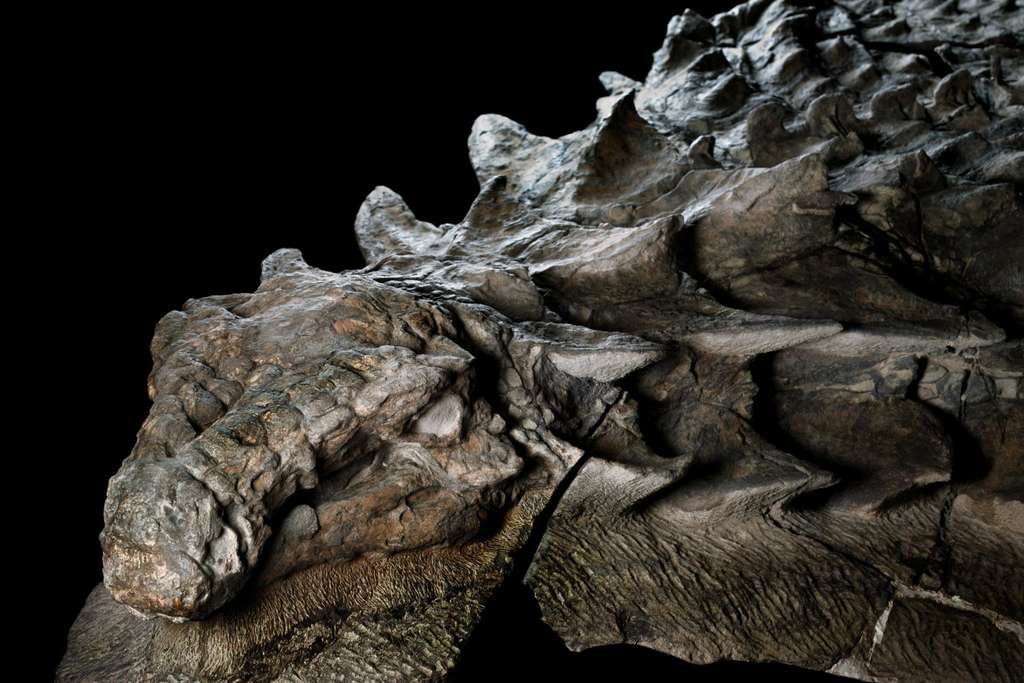 Extinction des dinosaures: découverte de fossiles (détail)