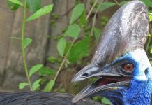 Floride : Un homme tué par son casoar (détail) Floride : Un homme tué par son casoar (détail)