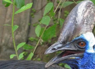 Floride : Un homme tué par son casoar (détail) Floride : Un homme tué par son casoar (détail)