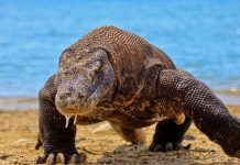 Île de Komodo fermée visiteurs pour protéger les dragons (détail) Île de Komodo fermée visiteurs pour protéger les dragons (détail)