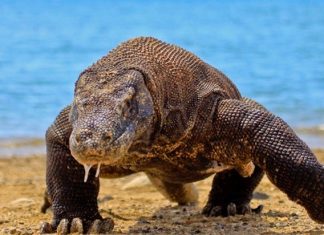 Île de Komodo fermée visiteurs pour protéger les dragons (détail) Île de Komodo fermée visiteurs pour protéger les dragons (détail)