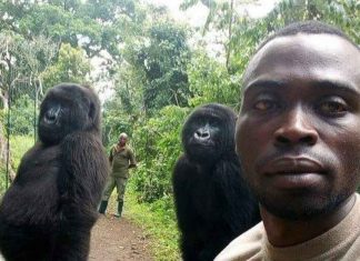 Le selfie d’un garde forestier avec deux gorilles fait le tour du monde (Photo) Le selfie d'un garde forestier avec deux gorilles fait le tour du monde (Photo)