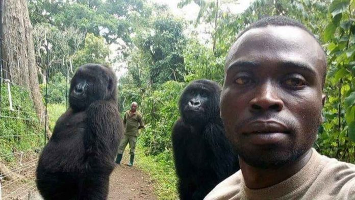 Le selfie d'un garde forestier avec deux gorilles fait le tour du monde (Photo)