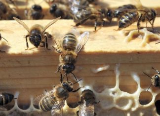 Les abeilles de Notre-Dame sont sauvées (détail) Les abeilles de Notre-Dame sont sauvées (détail)