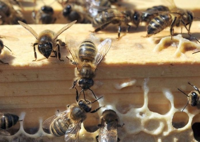 Les abeilles de Notre-Dame sont sauvées (détail)