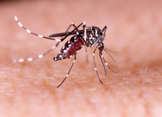 Tahiti : l’épidémie de dengue inquiète (détail) Tahiti : l'épidémie de dengue inquiète (détail)