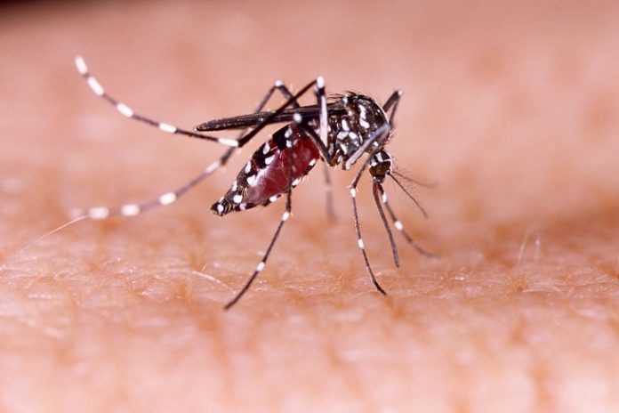 Tahiti : l'épidémie de dengue inquiète (détail)