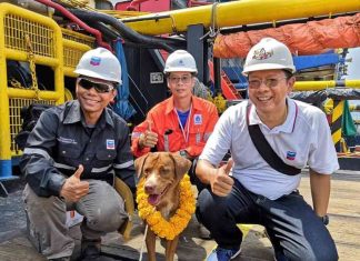 Un Chien sauvé en pleine mer, son sauveteur souhaite l’adopter Un Chien sauvé en pleine mer, son sauveteur souhaite l’adopter