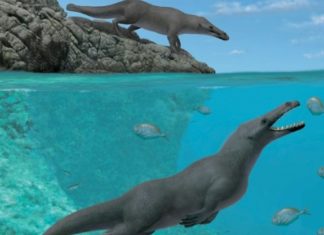 Une baleine à quatre pattes de 42,6 millions d’années au Pérou Une baleine à quatre pattes de 42,6 millions d'années au Pérou