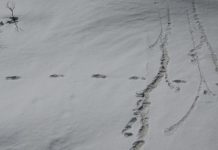 L’armée indienne affirme avoir trouvé des traces du Yéti (détail) L'armée indienne affirme avoir trouvé des traces du Yéti (détail)