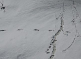 L’armée indienne affirme avoir trouvé des traces du Yéti (détail) L'armée indienne affirme avoir trouvé des traces du Yéti (détail)