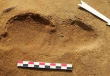 Des empreintes de Néandertaliens découvertes sur la plage du Rozel Des empreintes de Néandertaliens découvertes sur la plage du Rozel
