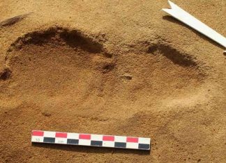 Des empreintes de Néandertaliens découvertes sur la plage du Rozel Des empreintes de Néandertaliens découvertes sur la plage du Rozel