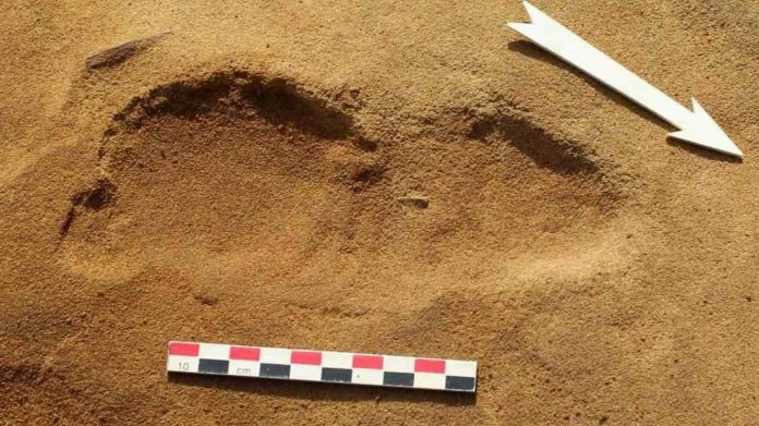 Des empreintes de Néandertaliens découvertes sur la plage du Rozel