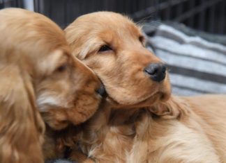 La Fondation 30 millions d’amis réclame un statut de « personne animale » (détail) La Fondation 30 millions d’amis réclame un statut de "personne animale" (détail)