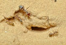 La fourmi la plus rapide du monde bat un nouveau record (détail) La fourmi la plus rapide du monde bat un nouveau record (détail)