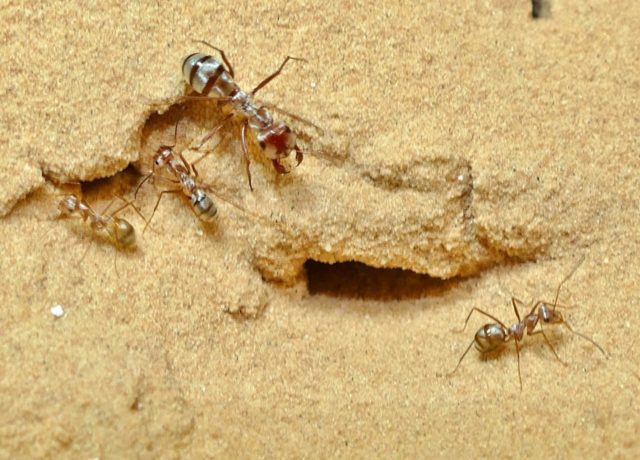 La fourmi la plus rapide du monde bat un nouveau record (détail)