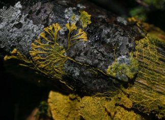 Le blob arrive au parc zoologique de Vincennes Le blob arrive au parc zoologique de Vincennes