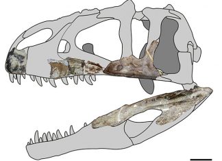 Siamraptor suwati, Un nouveau dinosaure vient d’être découvert en Thaïlande Siamraptor suwati, Un nouveau dinosaure vient d'être découvert en Thaïlande