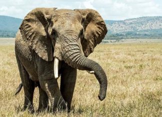 Une centaine d’éléphants sont morts à cause de la sécheresse au Zimbabwe Une centaine d'éléphants sont morts à cause de la sécheresse au Zimbabwe